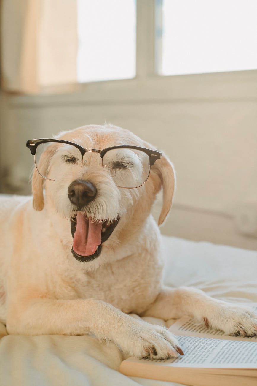 cute dog in glasses yawning on bed