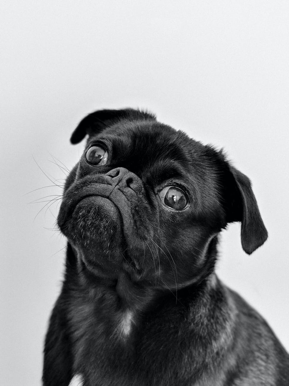 adult black pug