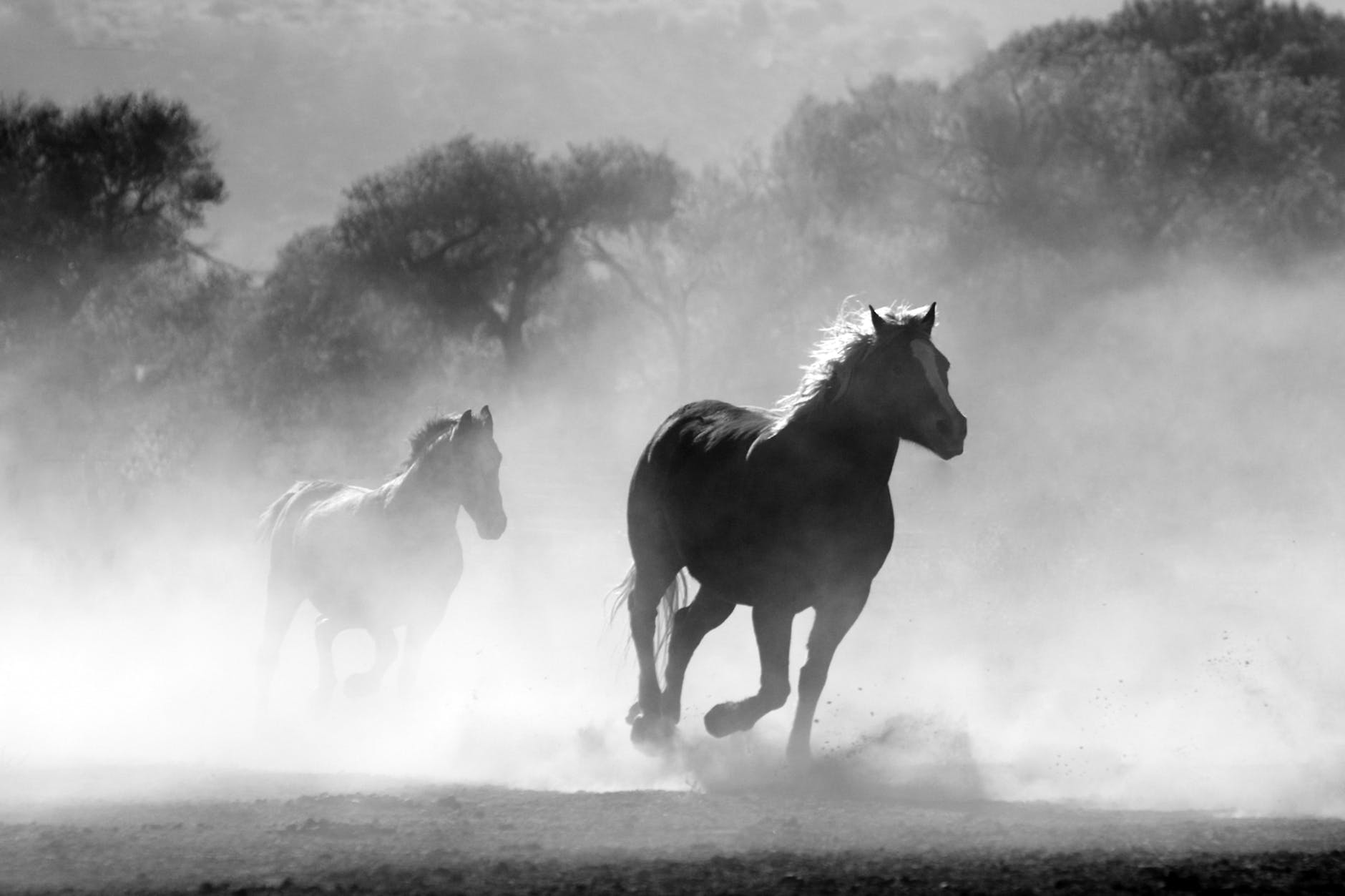 brown and white stallions running in a field